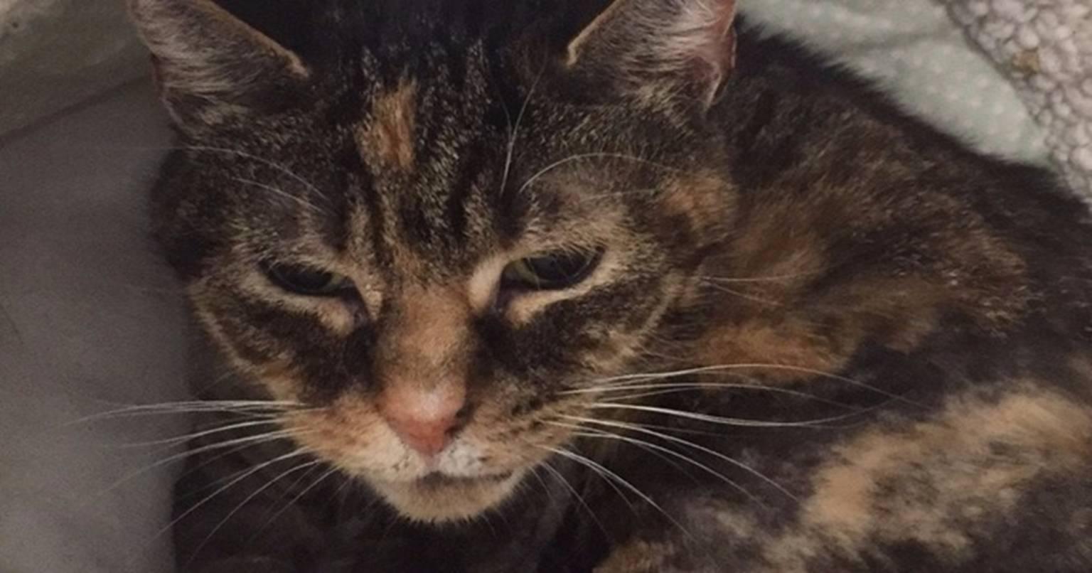 जब मरती हुई इस बिल्ली को पिलाई गई शराब…वापस चलने लगी सांसे, वैज्ञानिकों ने बताई वजह