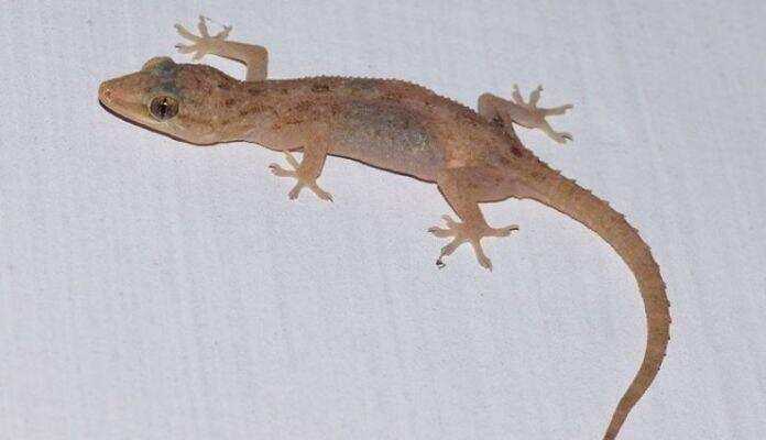 यदि आपके घर में छिपकली का वास हैं तो हो सकती हैं गंभीर बीमारी,घरेलू उपचारों से छुटकारा पाएं,जानें