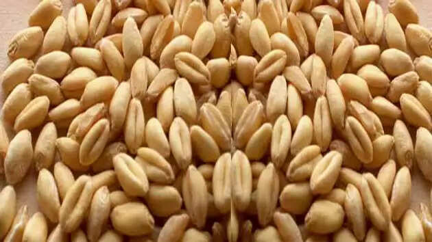 Wheat Benefits: जानिए गेहूं के 5 औषधीय गुण,जिन्हें जानकर आप हैरान रह जाएगें