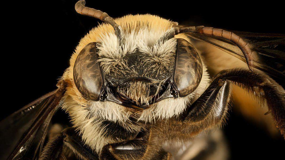 इंसान से भी तेज होती है, मधुमक्खी की आंखे