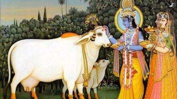 Gopashtami vrat: कब मनाई जाएगी गोपाष्टमी, जानिए गायों की पूजा का महत्व