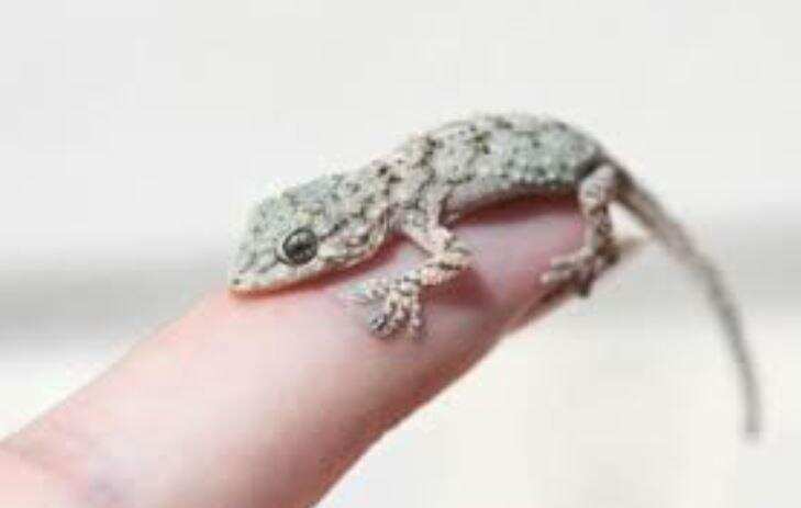 यदि आपके घर में छिपकली का वास हैं तो हो सकती हैं गंभीर बीमारी,घरेलू उपचारों से छुटकारा पाएं,जानें