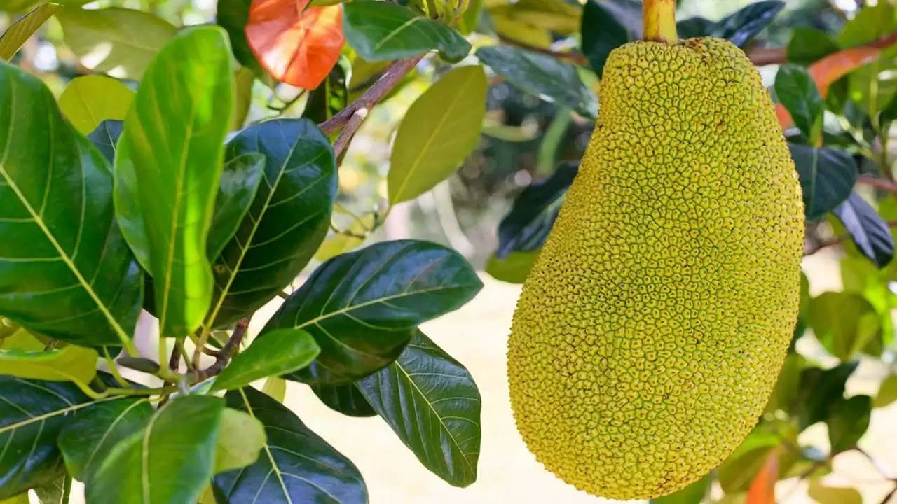 Jackfruit: कटहल में ये 10 अद्भुत पोषण गुण होते हैं,जानें