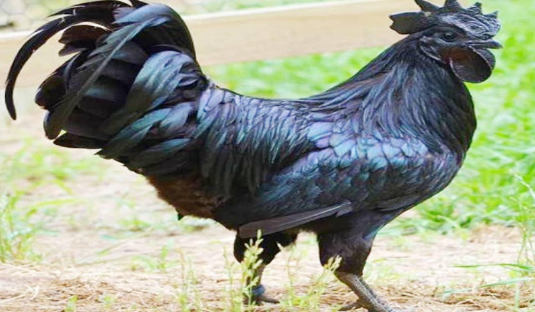 ये मुर्गा भारत को ओलम्पिक में दिलाएगा स्वर्ण पदक! जानिए कैसे?