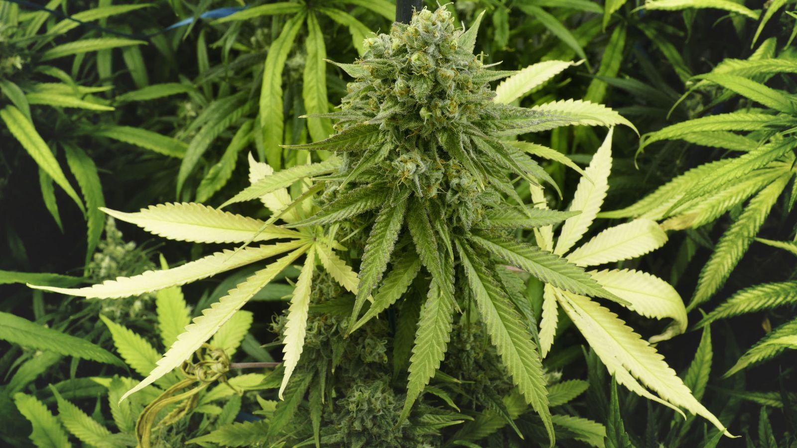 जाने गांजा का तेल इस्तेमाल करने से सेहत को होने वाले फायदे