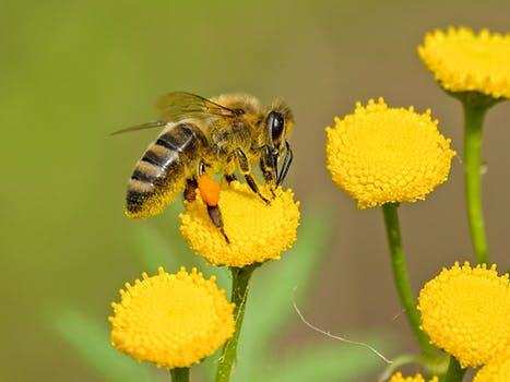 मधुमक्खियों पर कहर ढ़ाह रहा है कीटनाशक