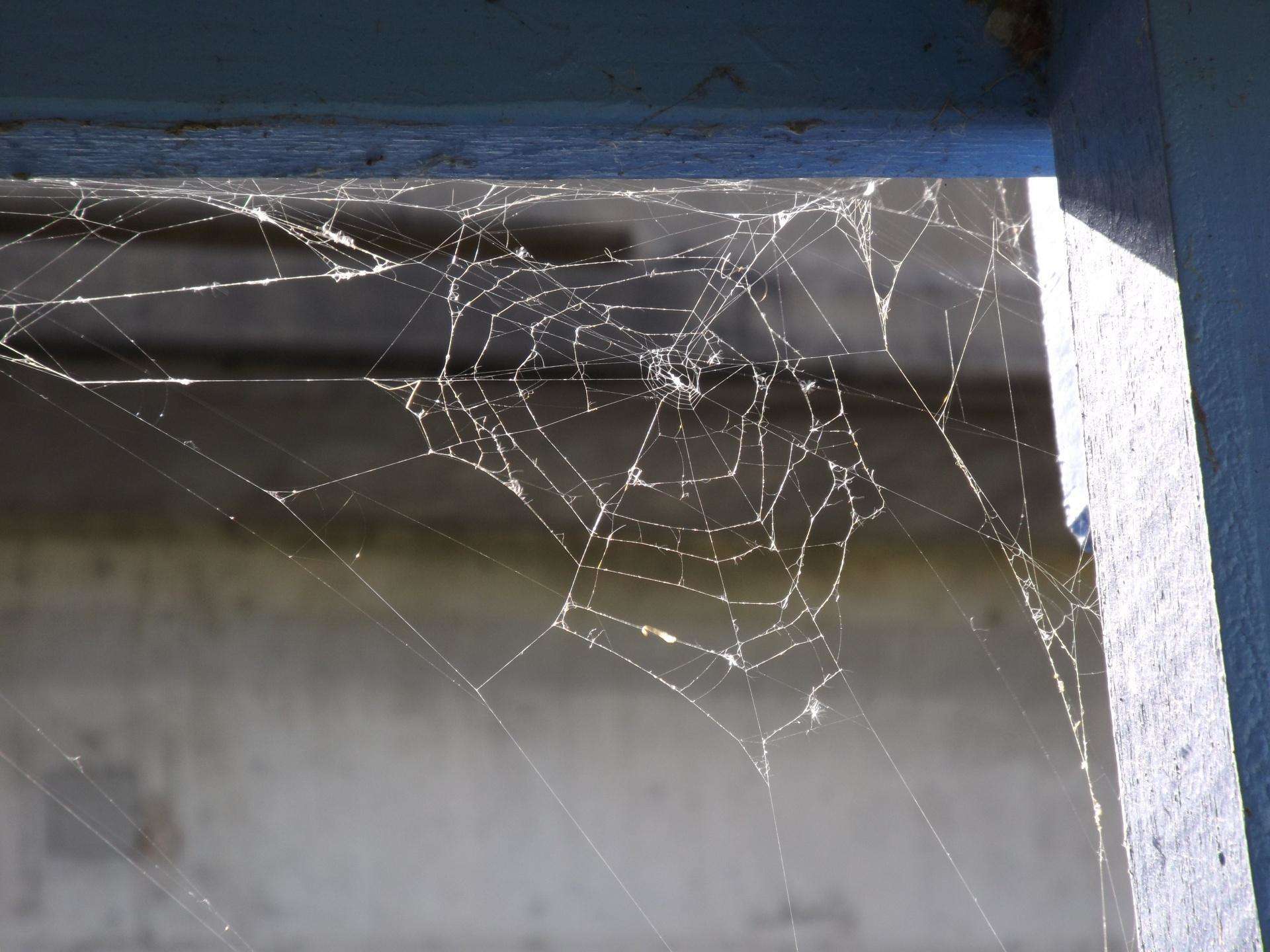 Vastu Tips: मुसीबतों के आने का इशारा करते हैं घर में लगे मकड़ी के जालें