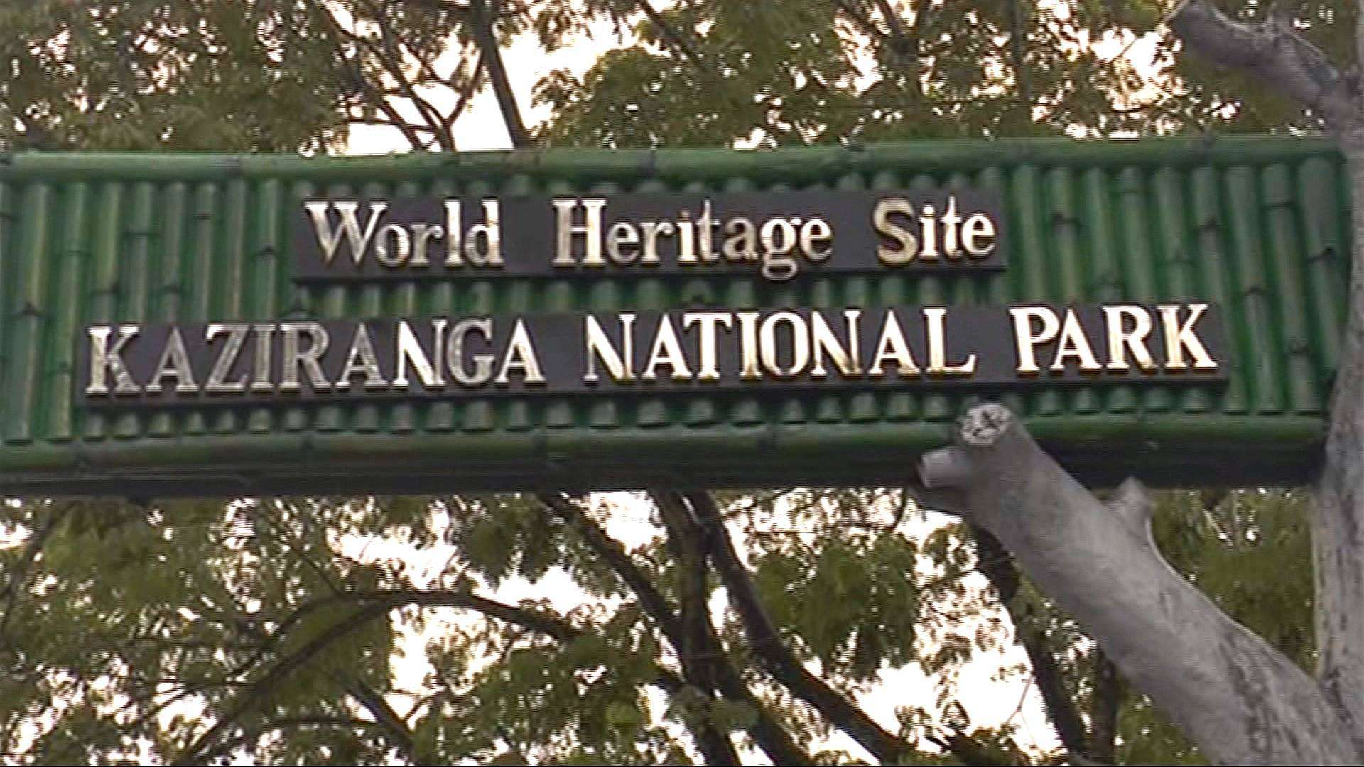 Wildlife Travel:वन्यजीव प्रेमी एक बार काजीरंगा नेशनल पार्क की अवश्य करें सैर