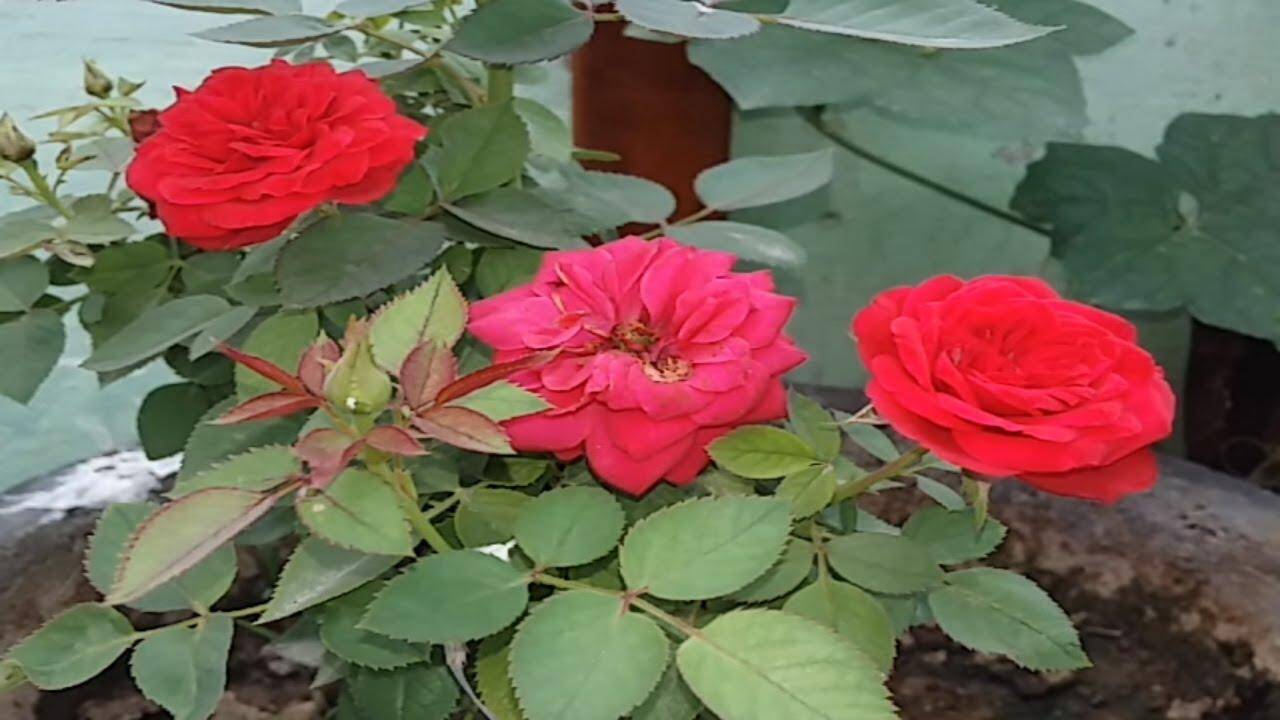 गुलकंद का सेवन देता है कई सारे फायदे महिला भी करे विशेष तौर पर सेवन