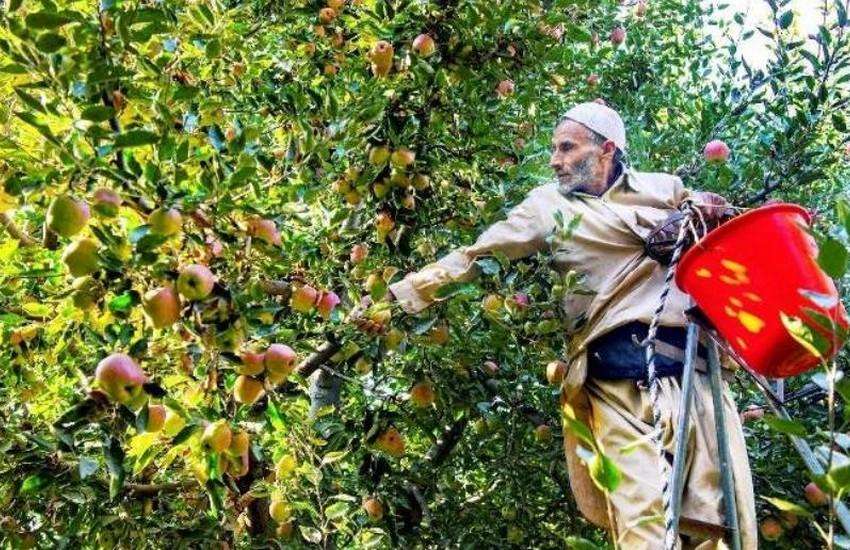 Modi government के फैसले से जम्मू-कश्मीर के सेब उत्पादकों की बढ़ेगी कमाई
