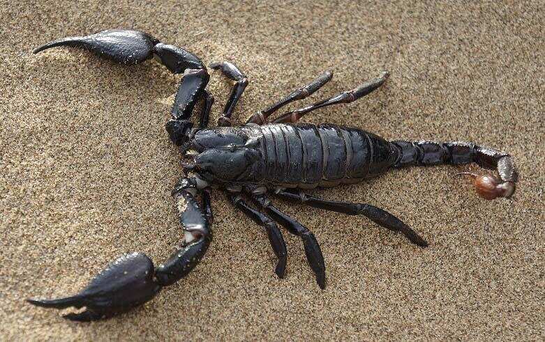 वास्तु के अनुसार बिच्छु से जुङी कुछ मान्यताऐं