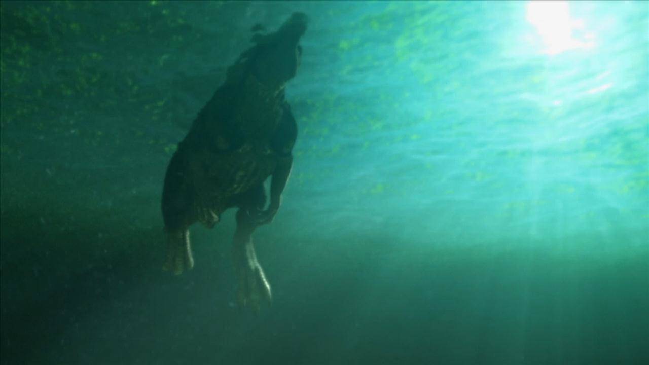 क्या सच में डायनोसोर पानी में तैर सकते थे?