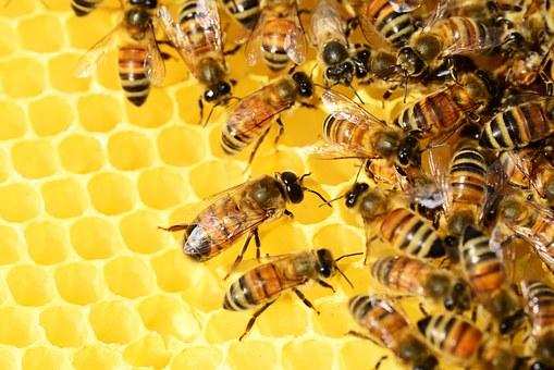 मधुमक्खियों को गर्मियों में भी छत्ते में मिलता ठंडक का अहसास