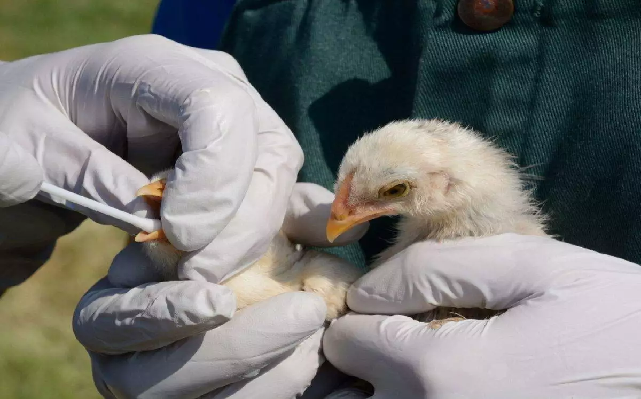 Bird Flu Updates: हरियाणा में 1 लाख मुर्गियों की मौत, यहां मछली, मुर्गे और अंडे बेचने पर रोक…