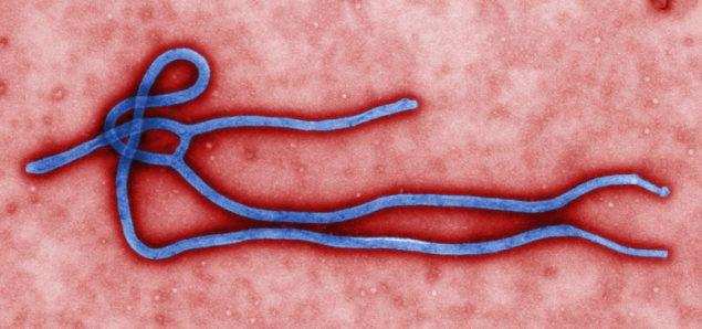 गत वर्षों में इबोला का रहा सबसे ज्यादा बोल बाला 