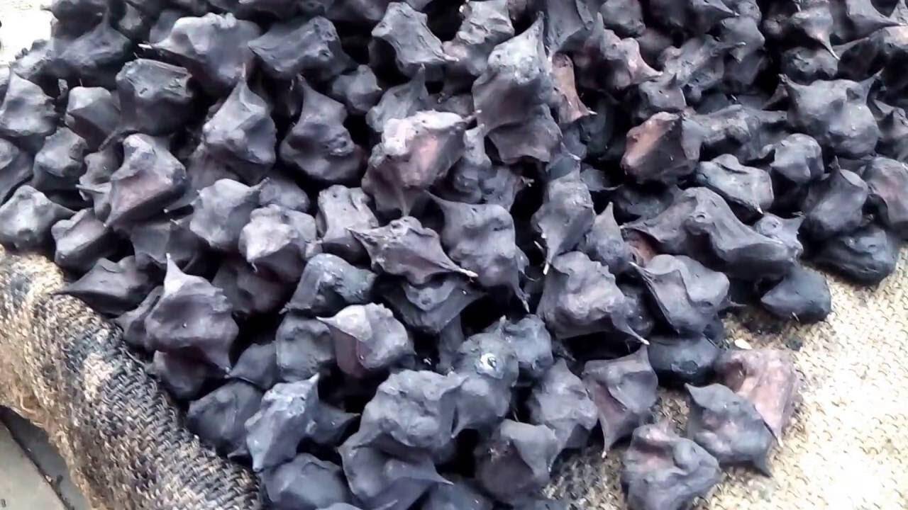 सिंघाड़ा खाने से क्या होते हैं फायदे