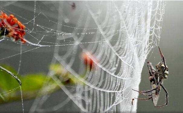 Vastu Tips: मुसीबतों के आने का इशारा करते हैं घर में लगे मकड़ी के जालें