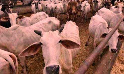 53 करोड़ पशुओं को भी Aadhaar number देने के पीछे सरकार ने बताई वजह