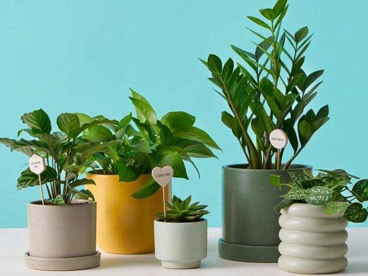 Vastu tips: घर में चाहते हैं सुख शांति तो जरूर लगाएं ये पौधे