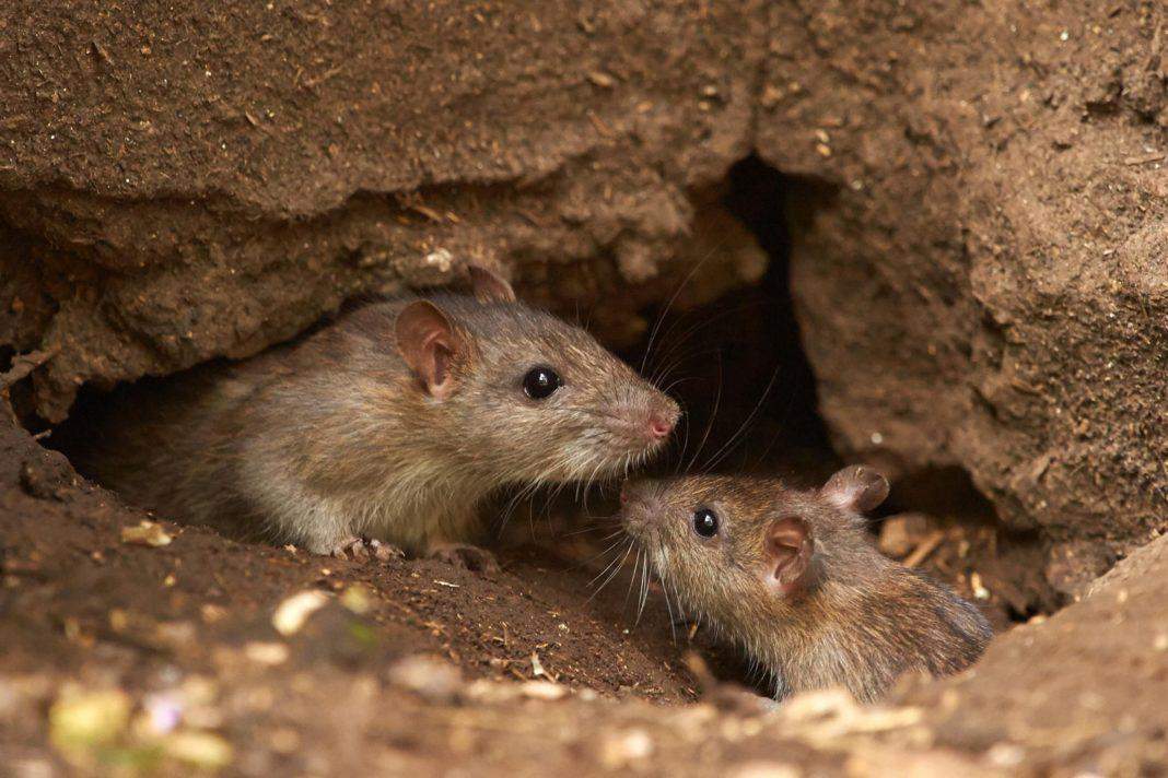 शोध चूहों का दिमाग अलग स्थि​तियों में अलग—अलग तरह से करता है काम