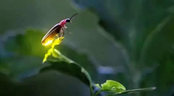 जानें क्यों जुगनू चमकते हैं