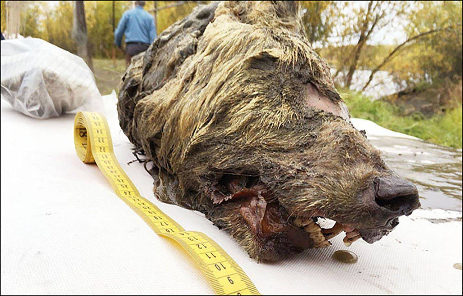  वैज्ञानिकों ने 40 हजार साल पहले के भेड़िए का सिर मिलने का किया दावा  