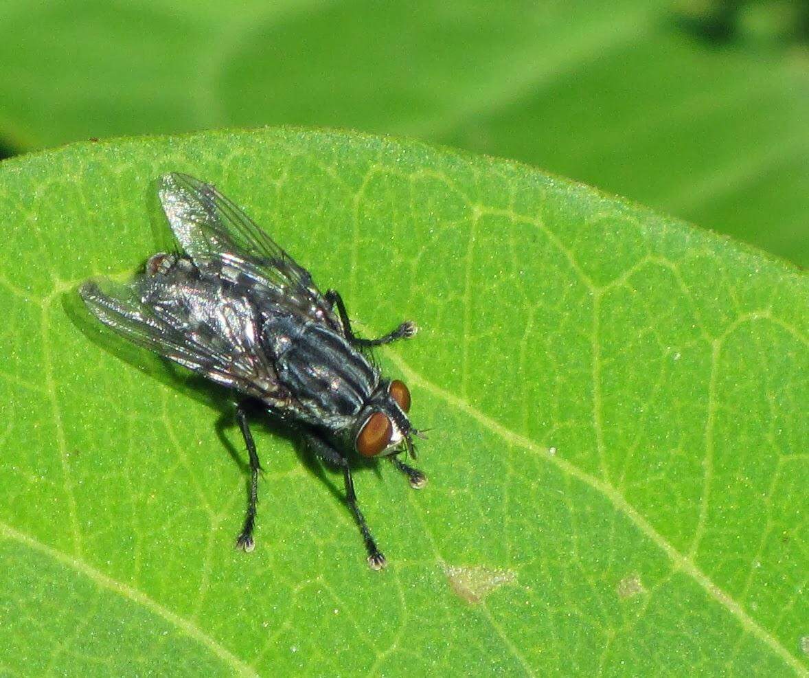 बीमारी फैलाने में मक्खियों की महत्वपूर्ण भूमिका होती हैं