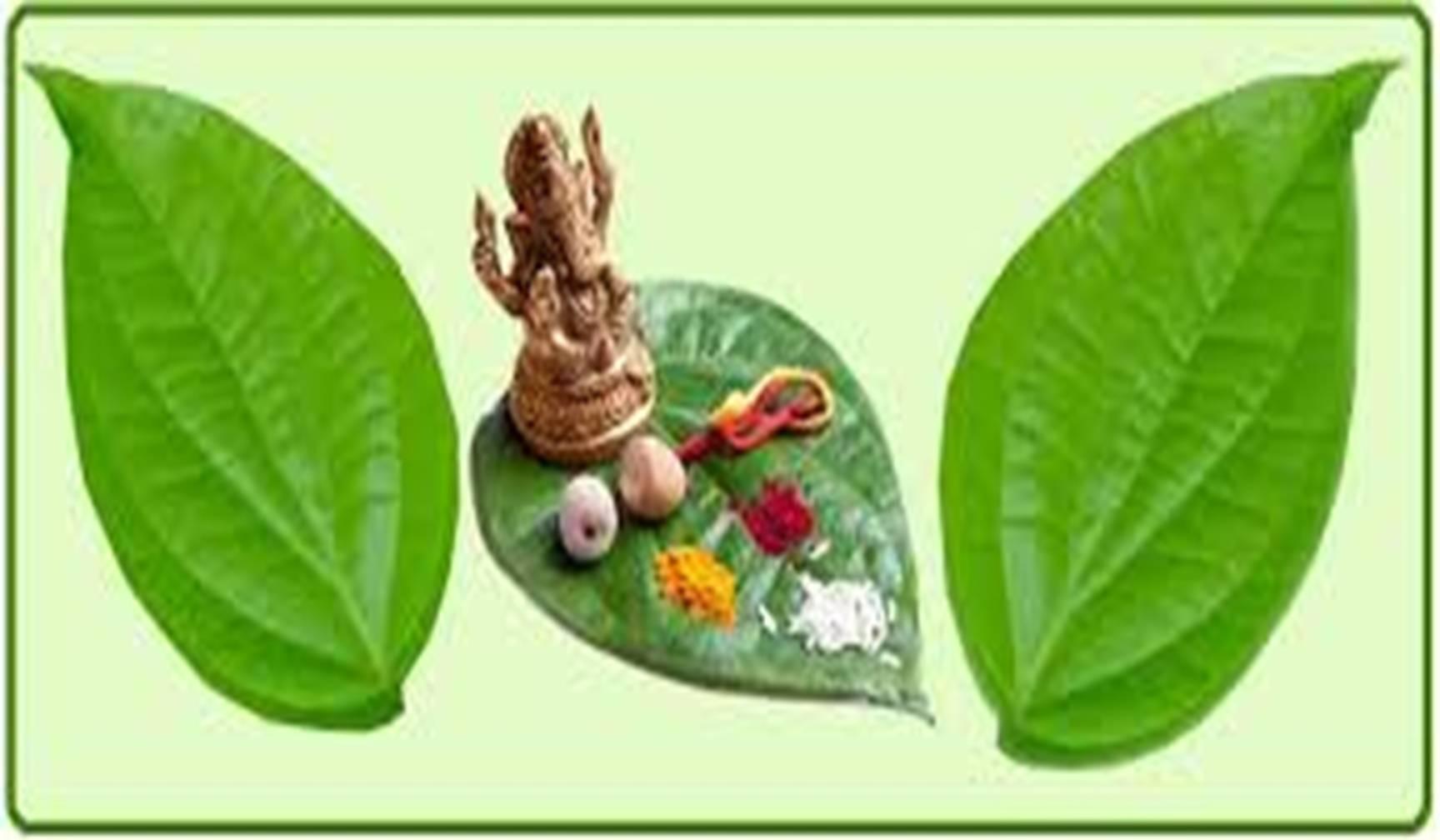 पूजा में पान के पत्तों का कैसे करें उपयोग, आइए जानते हैं