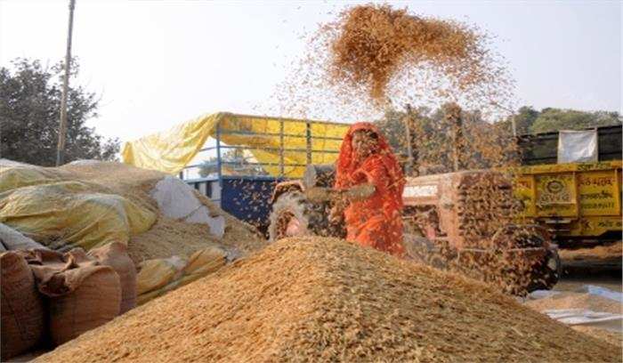 Delhi में 15.8 टन गेहूं की हुई सरकारी खरीद, एफसीआई ने आरोप को बताया निराधार