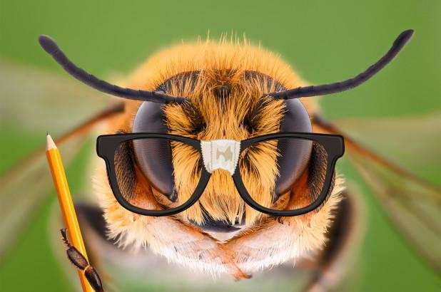 इंसान से भी तेज होती है, मधुमक्खी की आंखे