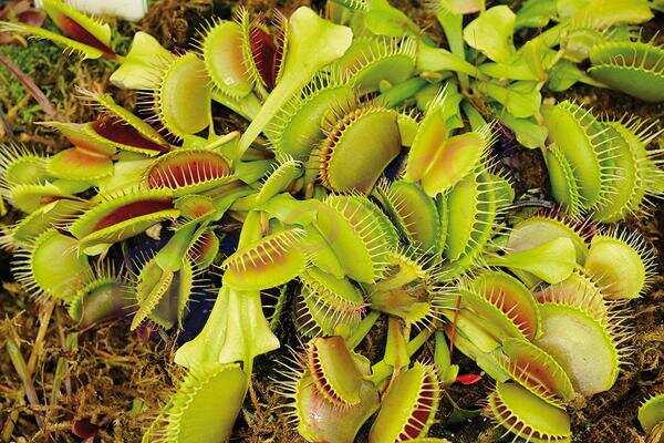 जानिए परपोषी पोषण के बारे में, कौन होते है इनमें शामिल