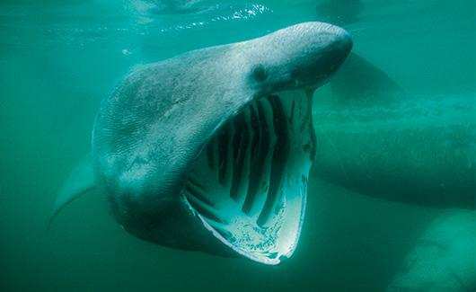 ग्रीनलैंड शार्क की उम्र होती है सबसे लम्बी, जानिये क्यों