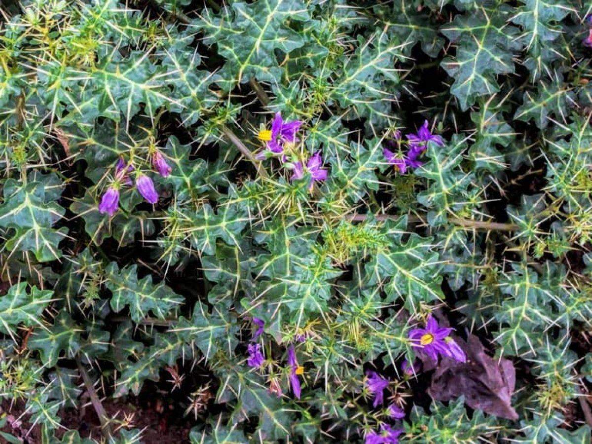 जानिए कटेरी के फायदे, ये कई बीमारियों से बचा सकता है आपको