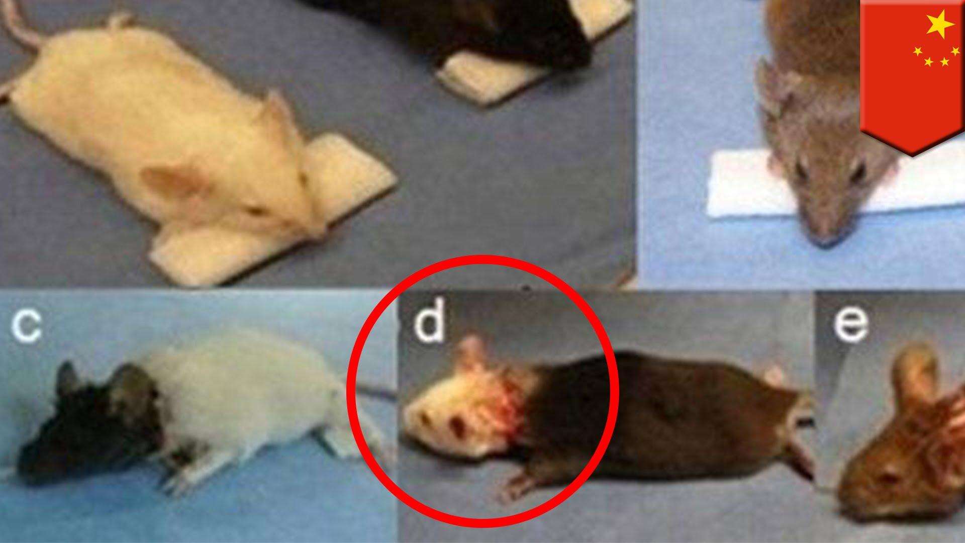 जल्द ही मुमकिन होगा इंसानी सिर का प्रत्यारोपण, चूहे पर हुआ सफल प्रयोग