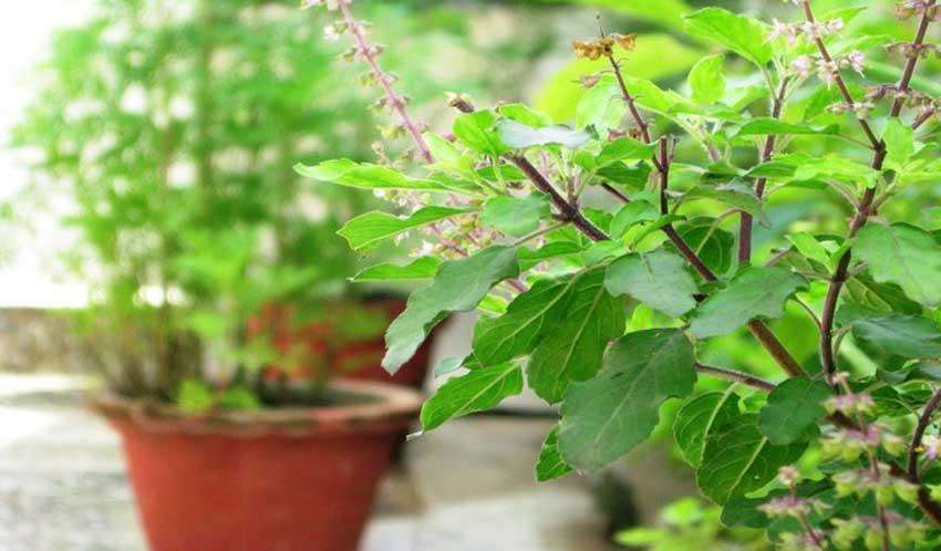 तुलसी के पौधों को सर्दियों में सूखने से रोकने के लिए कीजिए ये उपाय