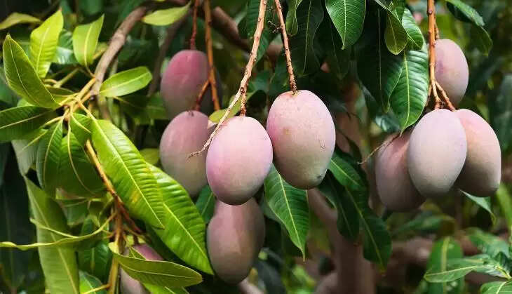 best vastu tips for mango leaves