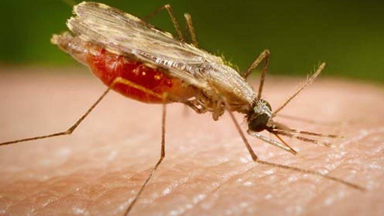 मलेरिया के बारे में ये दुर्लभ तथ्य नहीं जानते होंगे आप