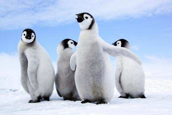 तो इंसानी क़द के बराबर होते हैं कुमी मनु पेंगुइन