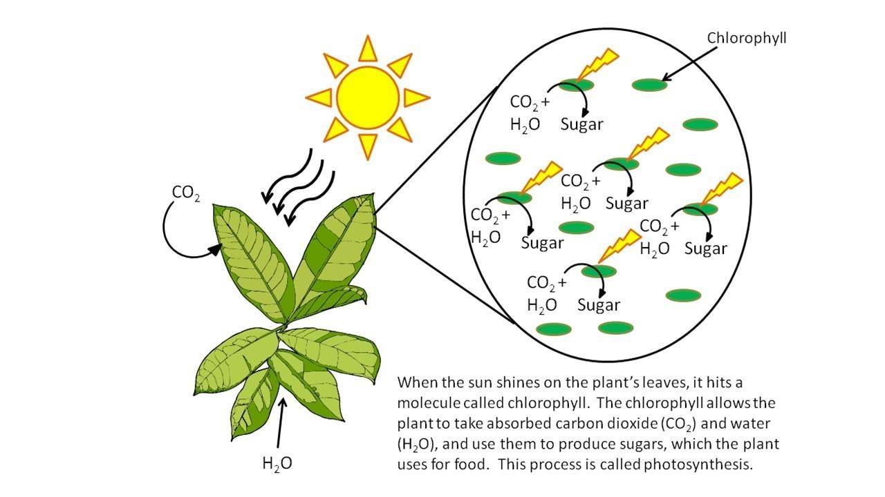 कुछ इस अंदाज़ में पौधे वातावरण से कार्बन डाइऑक्साइड प्राप्त करते हैं