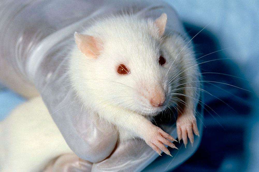 वैज्ञानिकों ने बनाया ऐसा ऐप,जो भगाएगा चूहों को