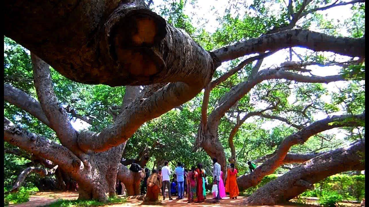 700 साल पुराने पेड़ को बचाने के लिए बोतल चढ़ाई जा रही हैं