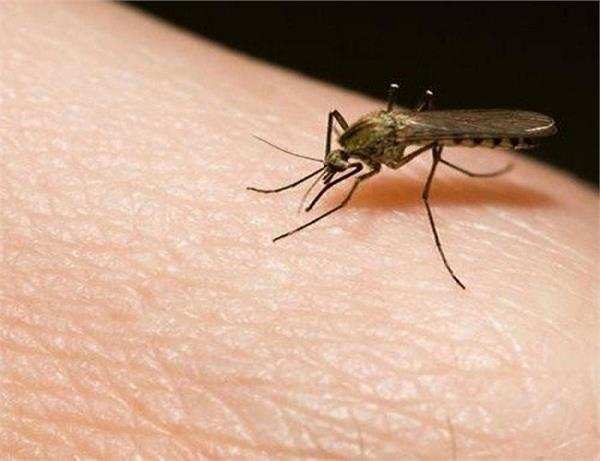 आपके मीठे खून से नहीं बल्कि इन कारणों से ज्यादा काटते हैं मच्छर