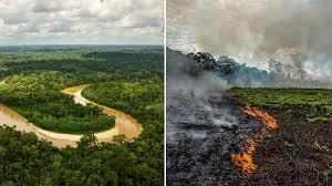 अमेजन में लगी आग से दुखी देश, सेलिब्रिटीज ने ट्वीट कर जताई चिंता