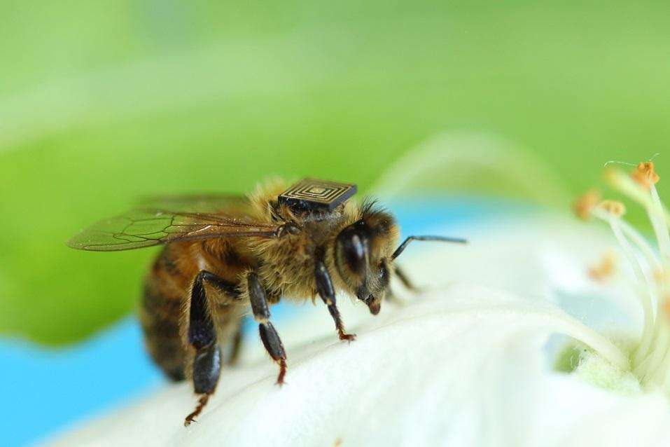 मधुमक्खियों में होती है खतरे को भांपने की शक्ति,देती है चेतावनी