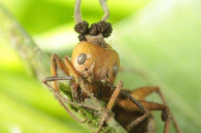 तो ये ज़ोंबी फंगस चींटियों को धोखा देकर बनाता है अपना शिकार
