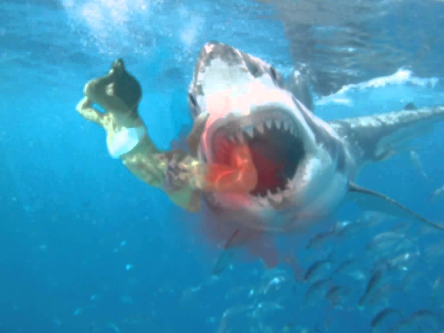 जब एक विशाल शार्क ने महिला पर कर दिया हमला!