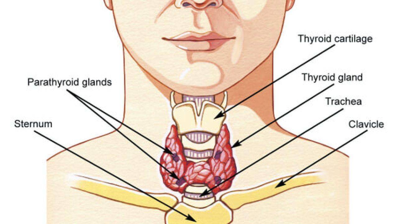 घेंघा की बीमारी नहीं है सामन्य अनदेखी दे बन सकती है कैंसर का कारण 