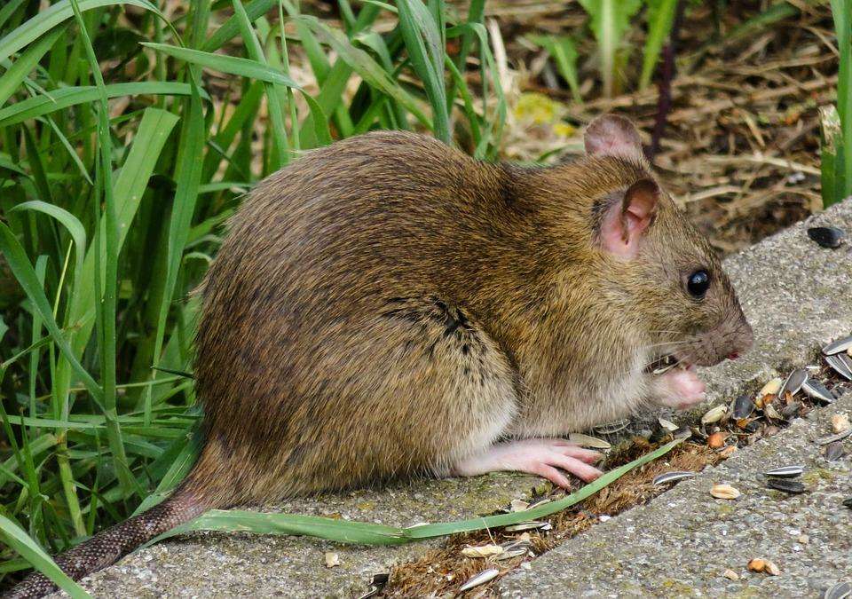 शोध चूहों का दिमाग अलग स्थि​तियों में अलग—अलग तरह से करता है काम