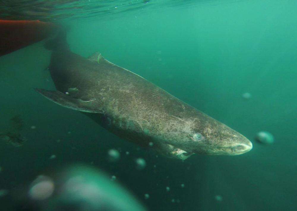 ग्रीनलैंड शार्क की उम्र होती है सबसे लम्बी, जानिये क्यों