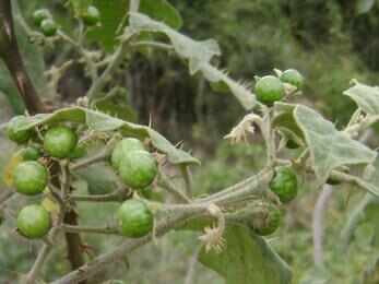 जानिए कटेरी के फायदे, ये कई बीमारियों से बचा सकता है आपको